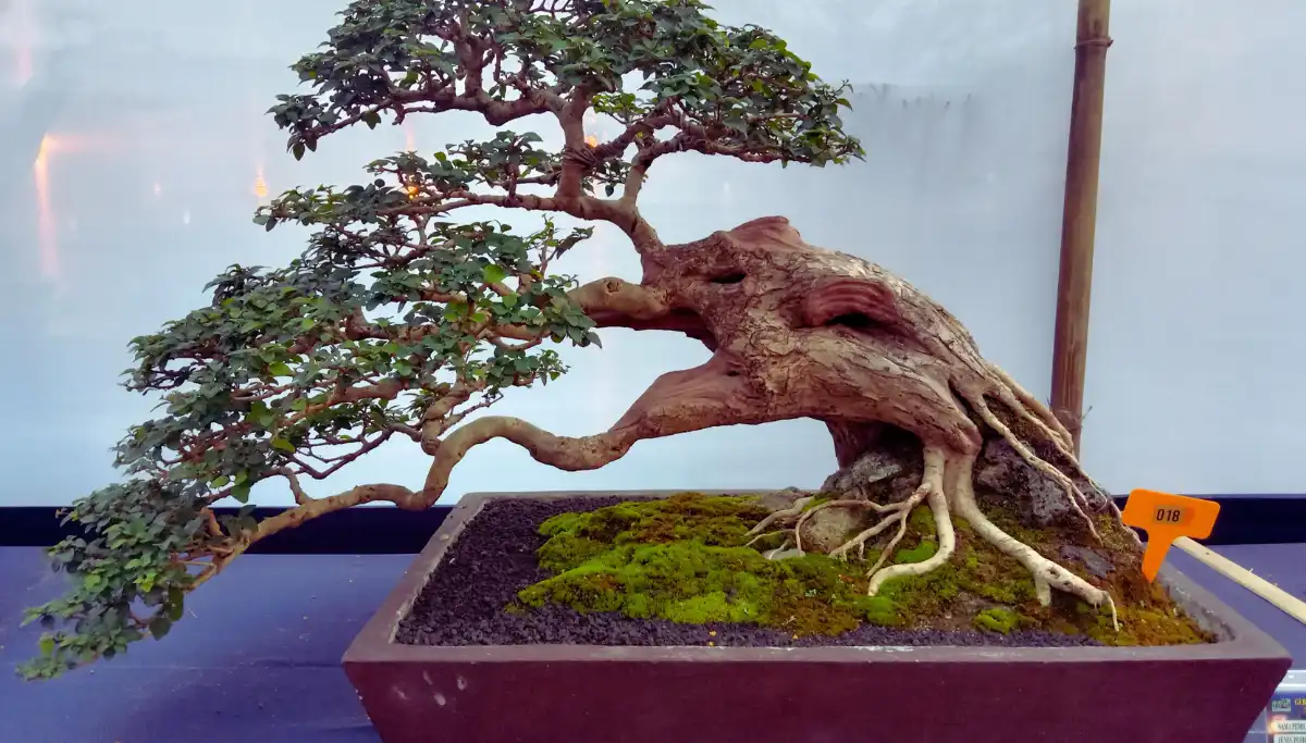 Miniature bonsai trees on outdoor display stands at the Museo del Bonsai in Marbella