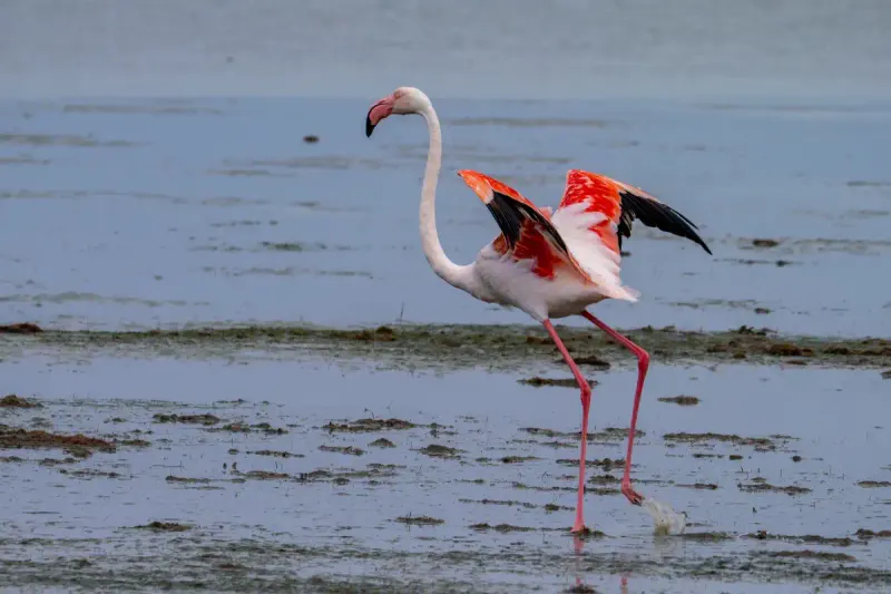 A greater flamingo stretching its wings to show its pink and black feathers in the shallow water of Laguna de Fuente de Piedra