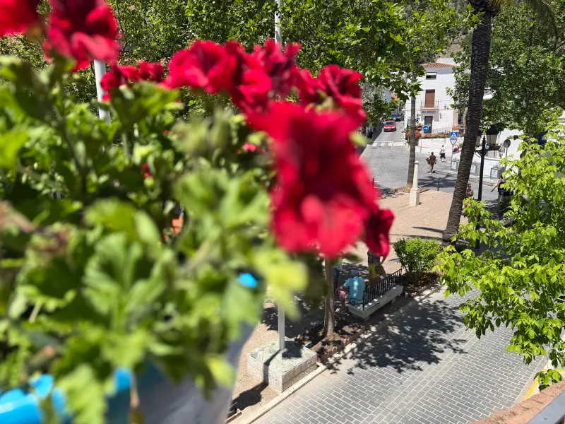 Red carnation against a decorative Spanish tile background