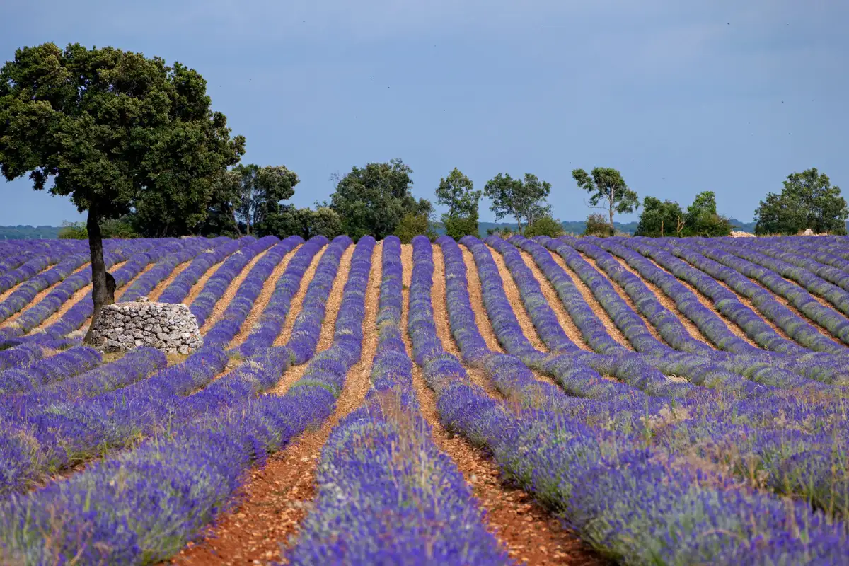 Rows of purple lavender fields in bloom near Brihuega, Guadalajara