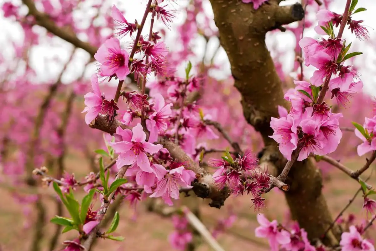 Sea of pink and white peach blossom across orchards in Cieza, Murcia during La Floracion