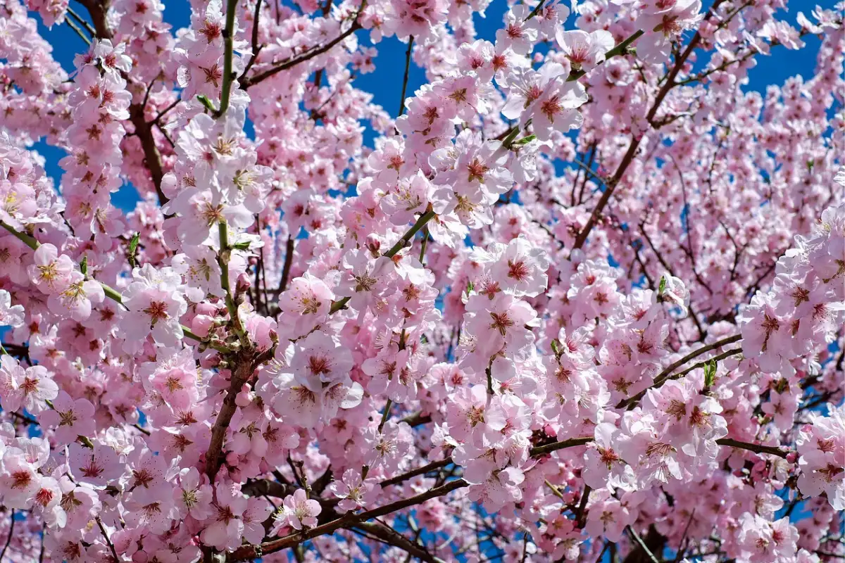Cherry trees in full white blossom in the Jerte Valley, Extremadura