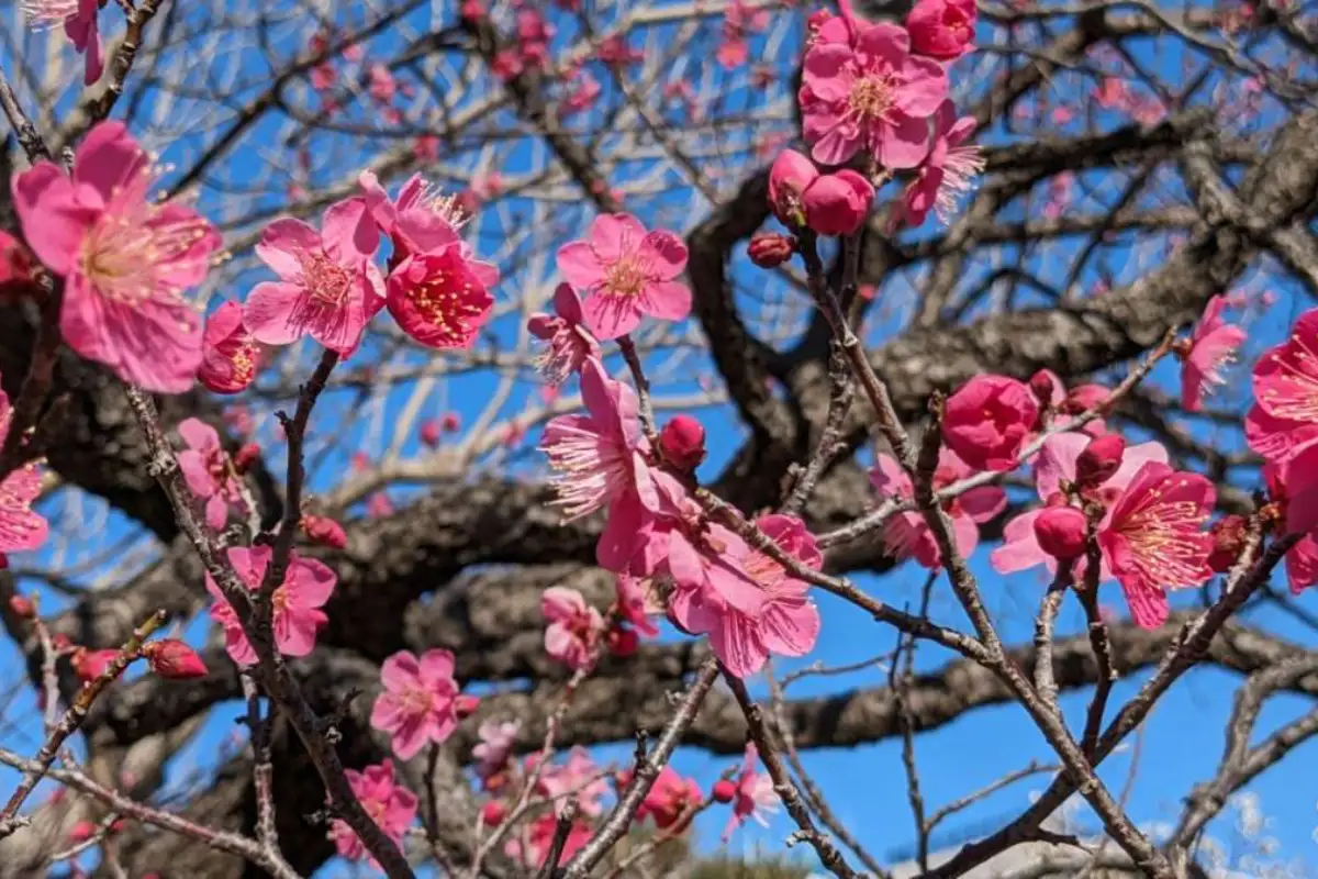 Blossom-covered trees in the Iregua valley near Nalda, La Rioja during spring festival
