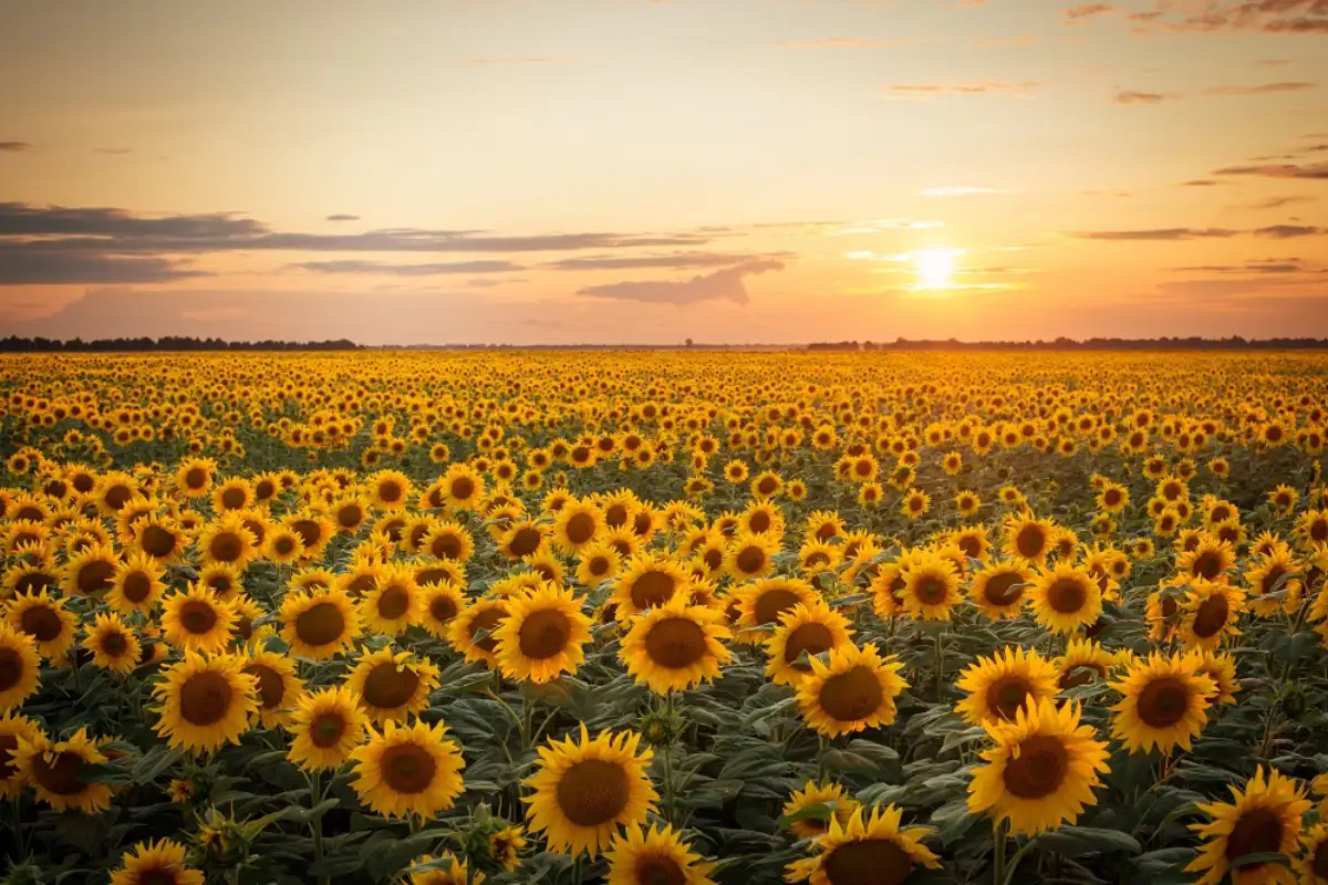 Vast sunflower field in golden bloom in Valladolid, Castilla y Leon