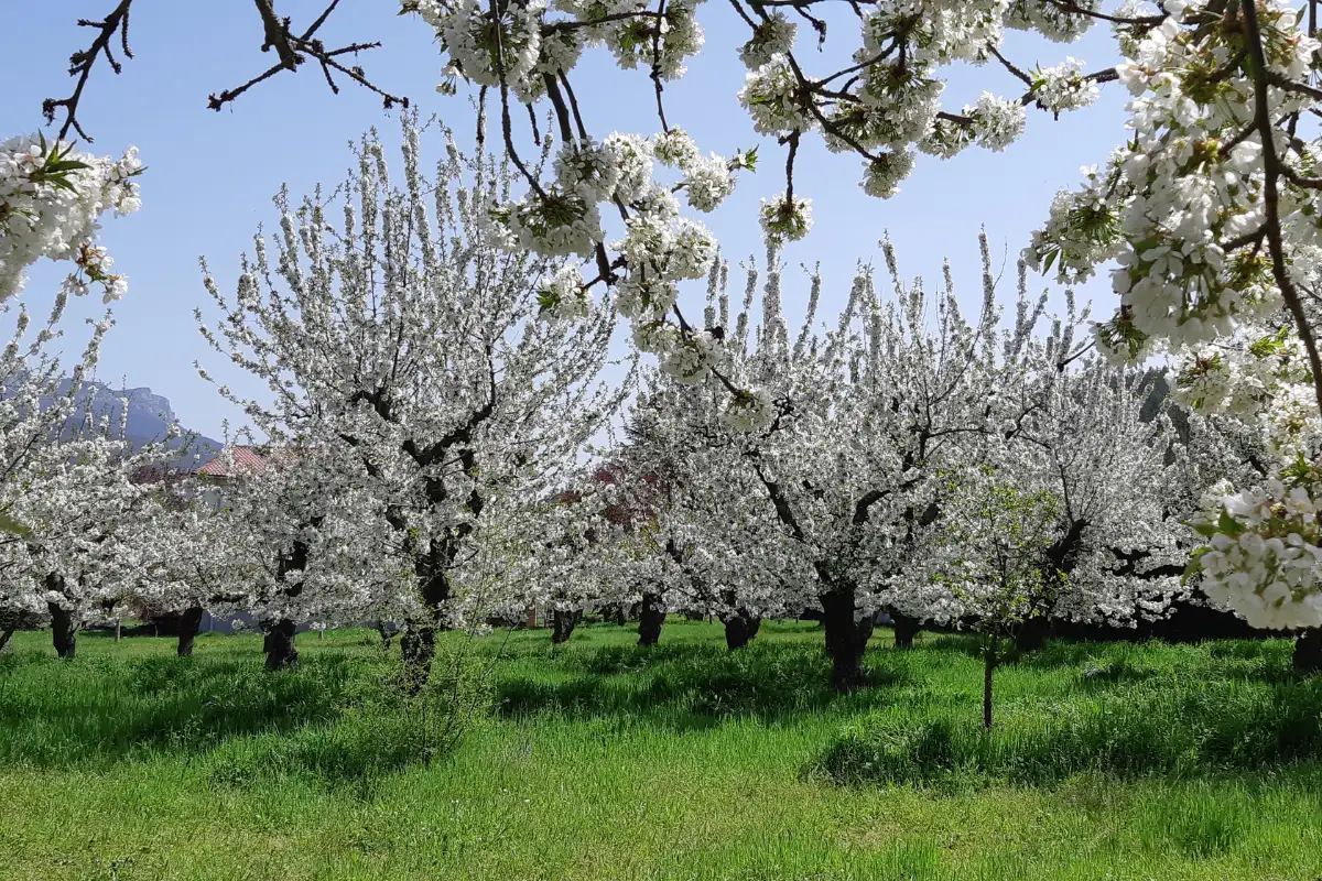 Pink peach orchard in full blossom in Aitona, Lleida, Catalonia