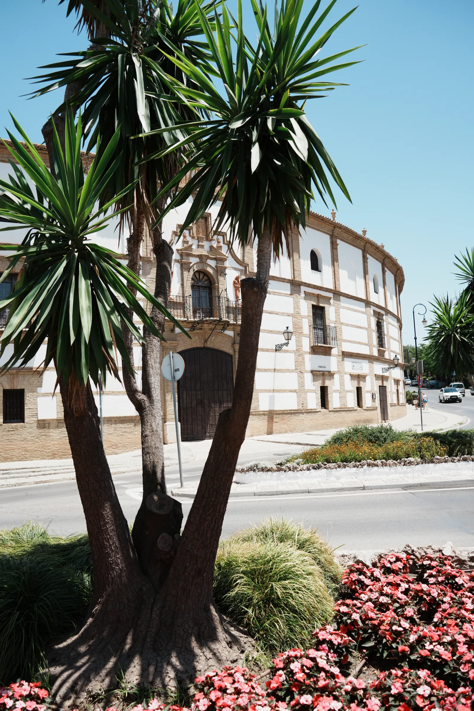 The whitewashed oval bullring of Antequera with a palm tree in front