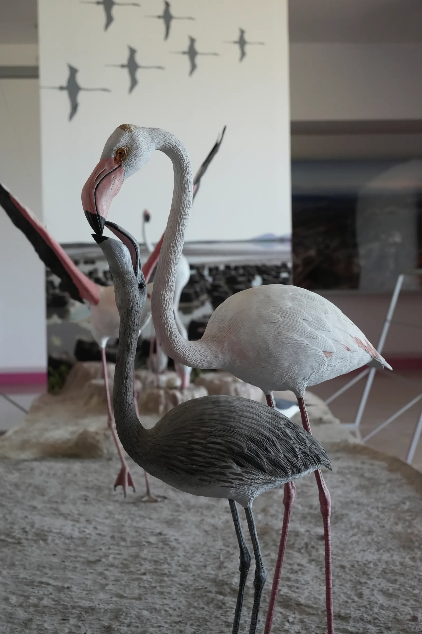 Close-up of a greater flamingo at Laguna de Fuente de Piedra