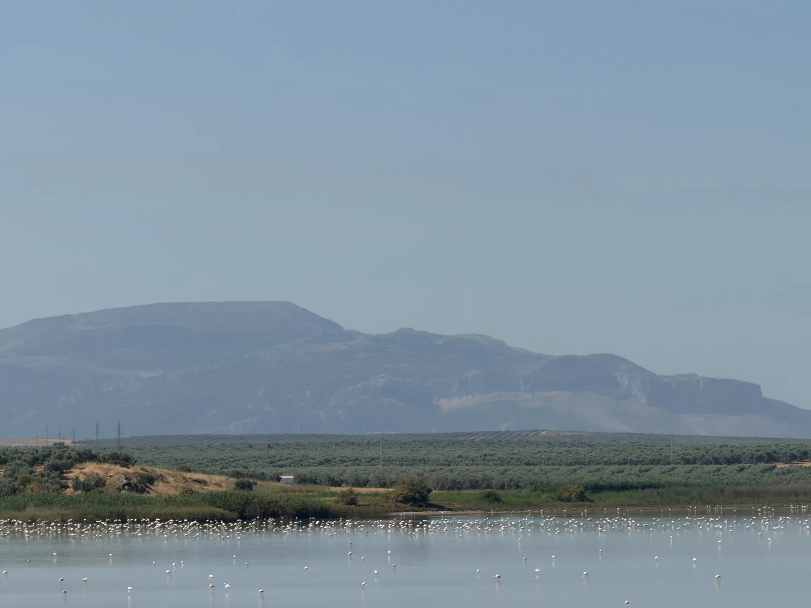 Thousands of pink flamingos on the shallow water of Laguna de Fuente de Piedra with mountains behind