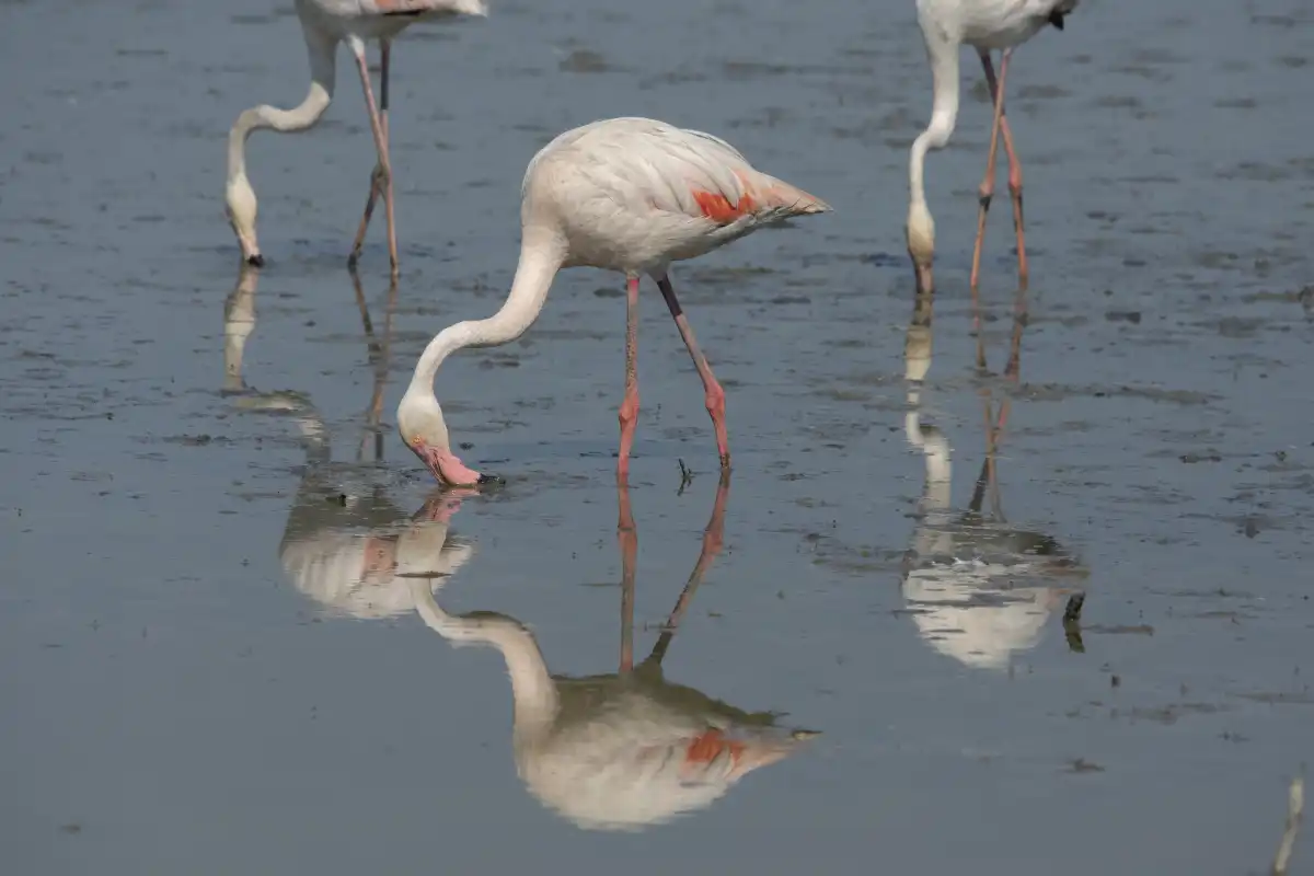 A greater flamingo feeding with its reflection mirrored in the still water of Laguna de Fuente de Piedra