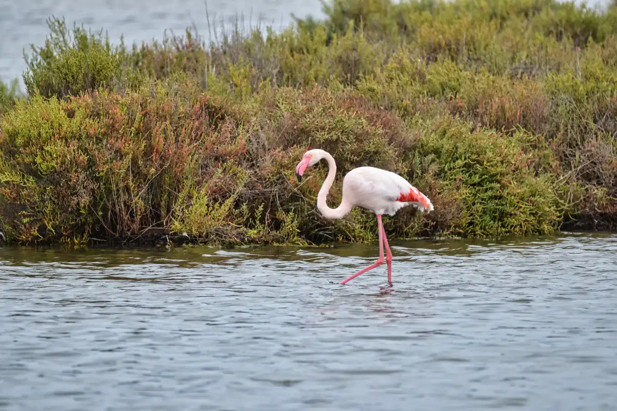 A flamingo wading through the lagoon in front of green reed beds at Fuente de Piedra