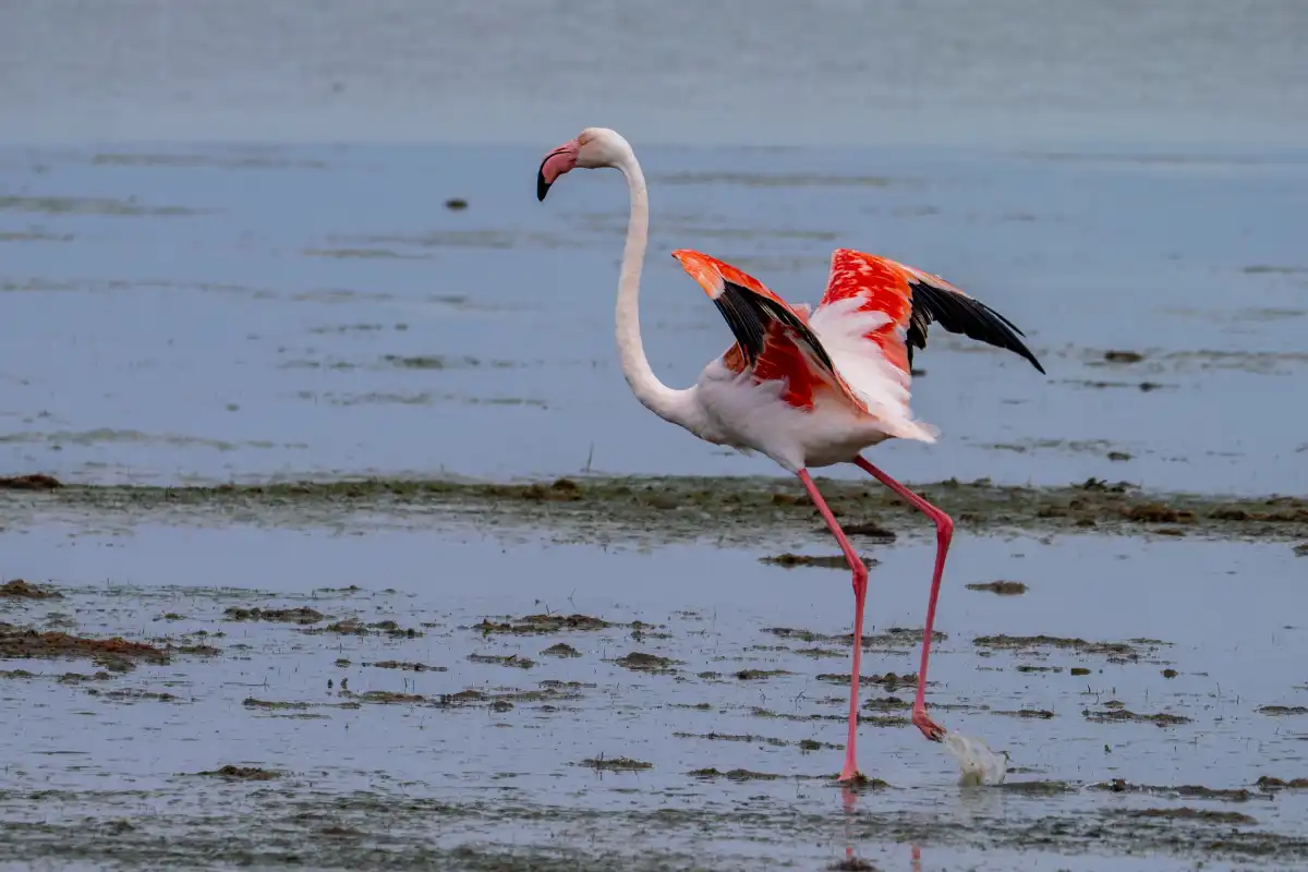 A greater flamingo stretching its wings to show its pink and black feathers in the shallow water of Laguna de Fuente de Piedra