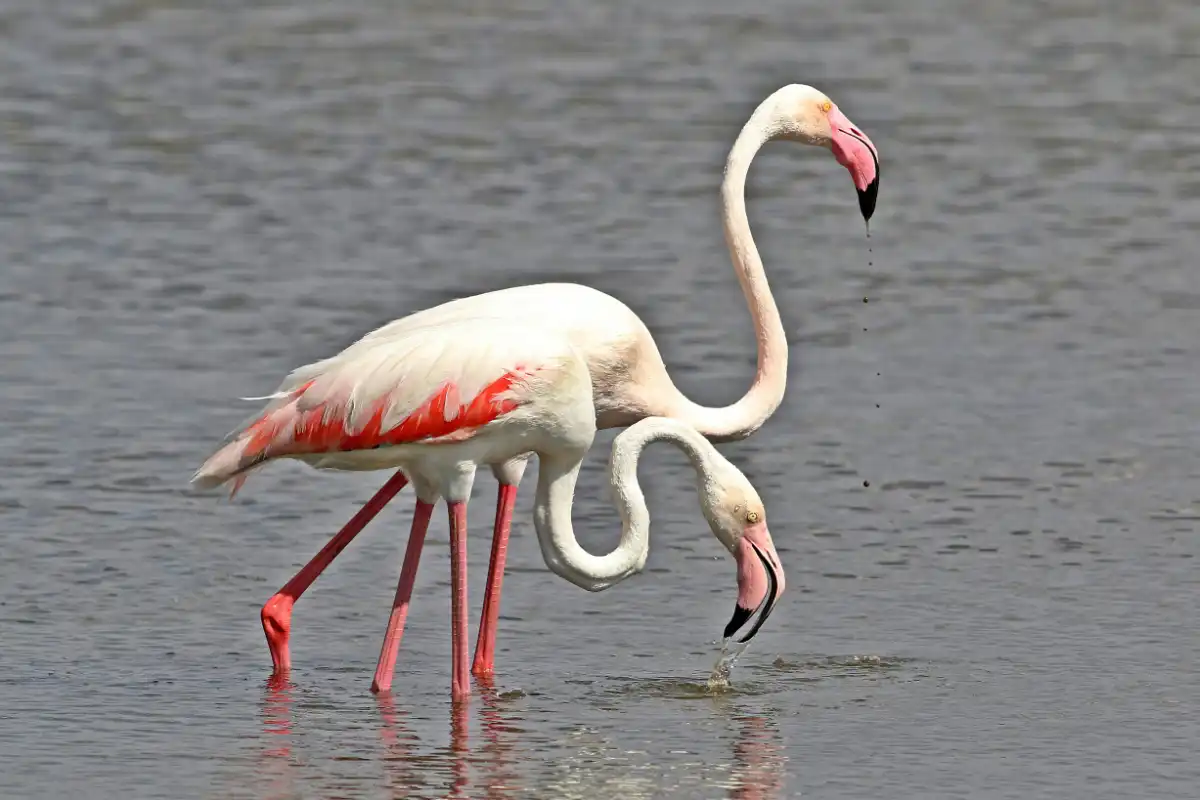 Two greater flamingos feeding in the shallow water of Laguna de Fuente de Piedra, wings showing vivid pink and red