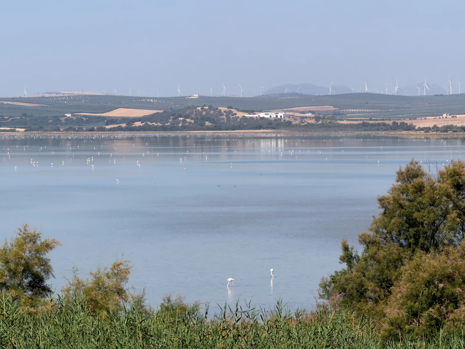 Pink flamingos feeding on Laguna de Fuente de Piedra with old windmills on the ridge behind
