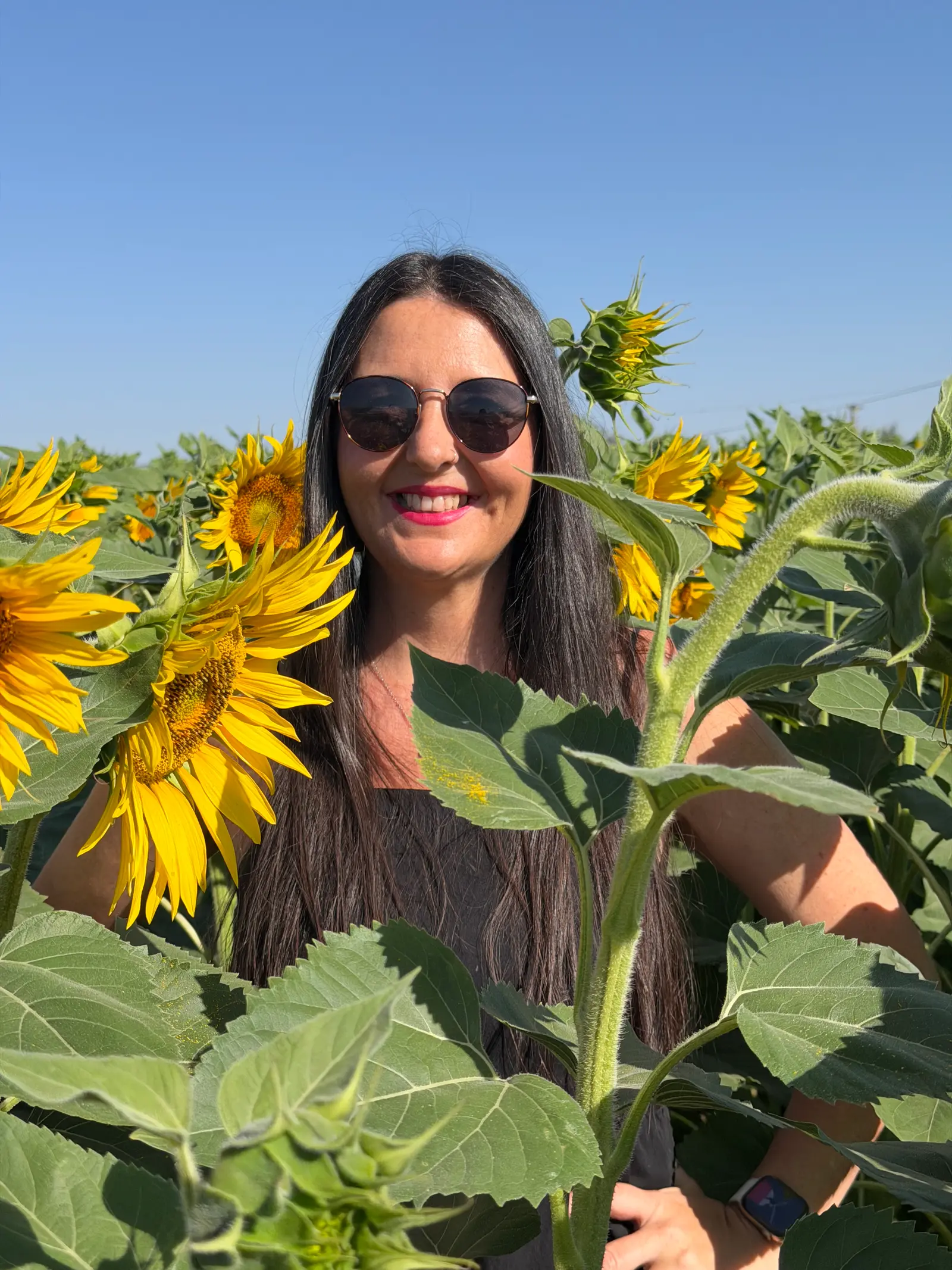 Sunflowers in full bloom in the countryside near Antequera in summer