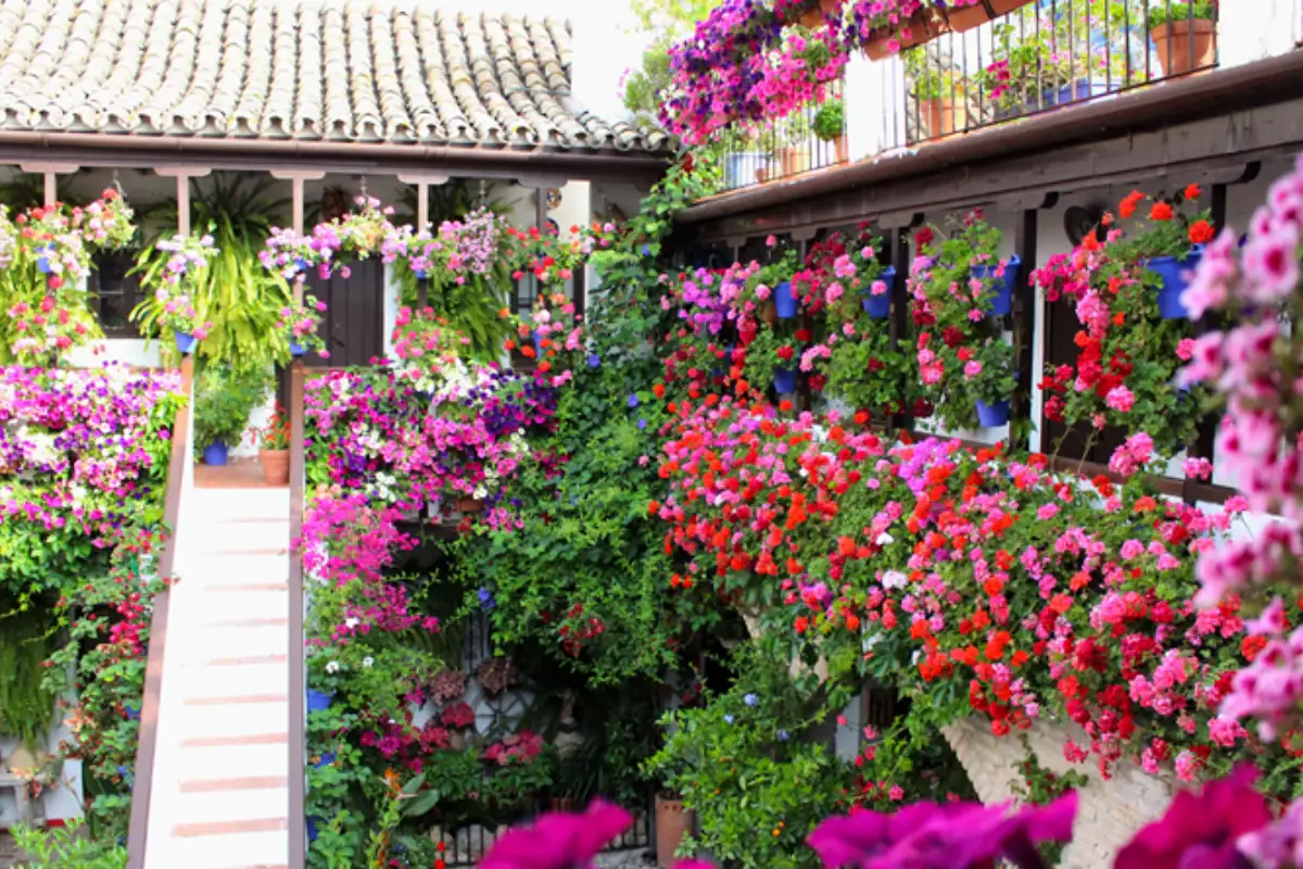 Flower-filled private courtyard in Cordoba during the Festival de los Patios
