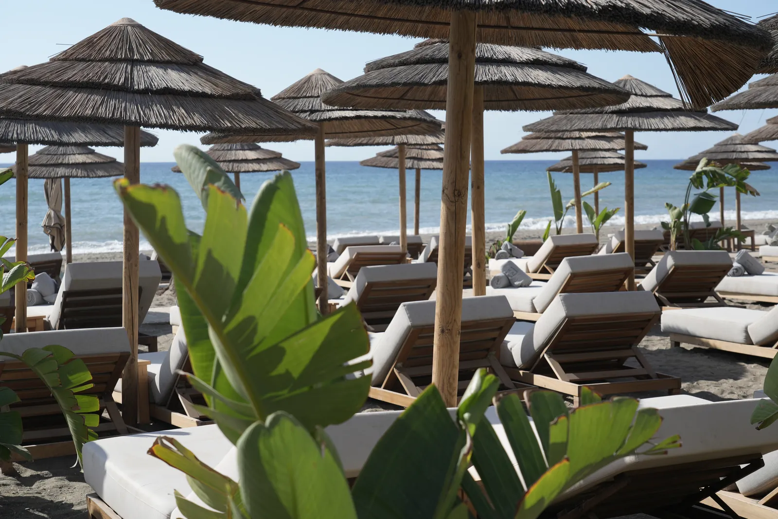 Sun loungers under thatched umbrellas framed by banana leaves at a beach club on Playa del Padrón in Estepona