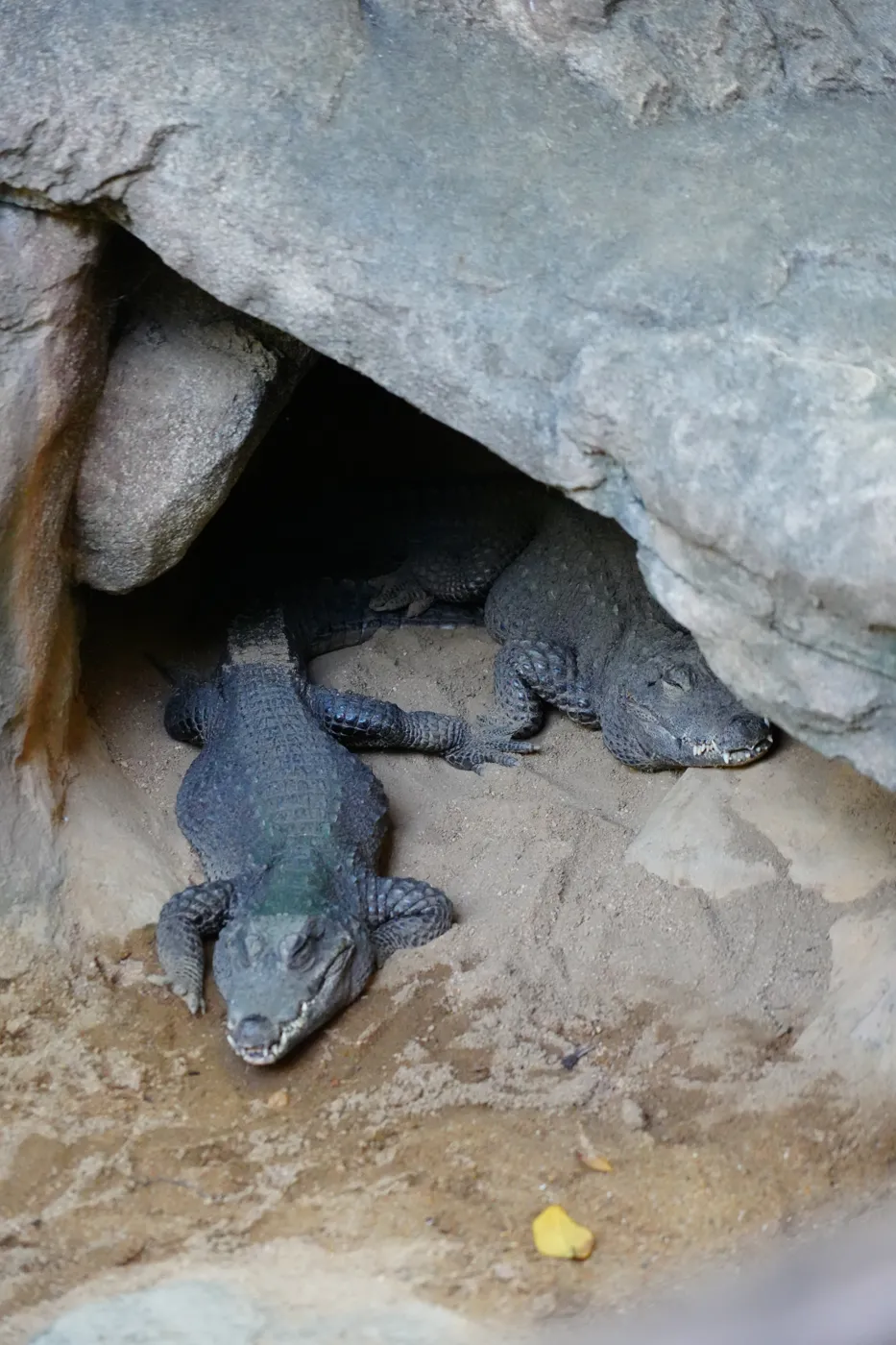 Two small crocodiles resting in a shaded rock den at Bioparc Fuengirola