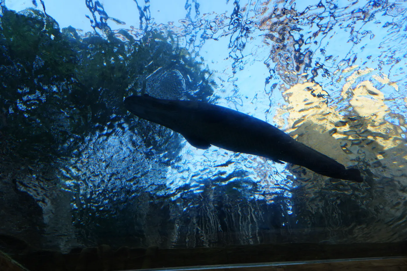 The silhouette of a large whiskered fish swimming overhead seen from the tunnel under the pond at Bioparc Fuengirola