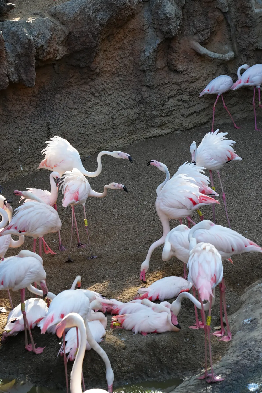 A group of pink flamingos standing and preening on a rocky bank at Bioparc Fuengirola