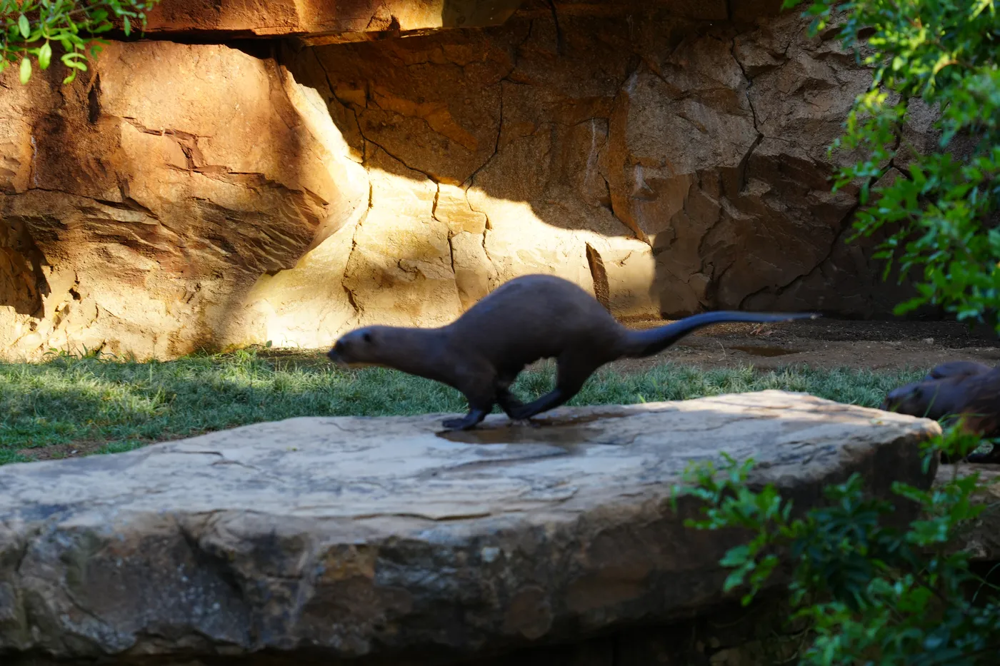 A giant otter bounding along a flat rock in the evening sun at Bioparc Fuengirola