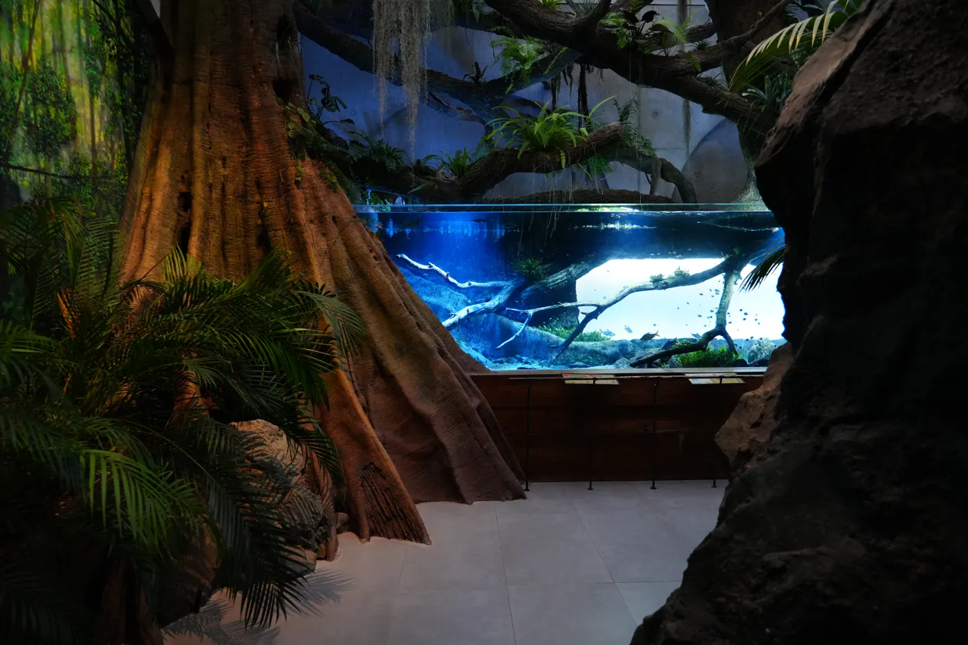 A huge tree trunk with spreading buttress roots beside a lit aquarium tank in the hall at Bioparc Fuengirola
