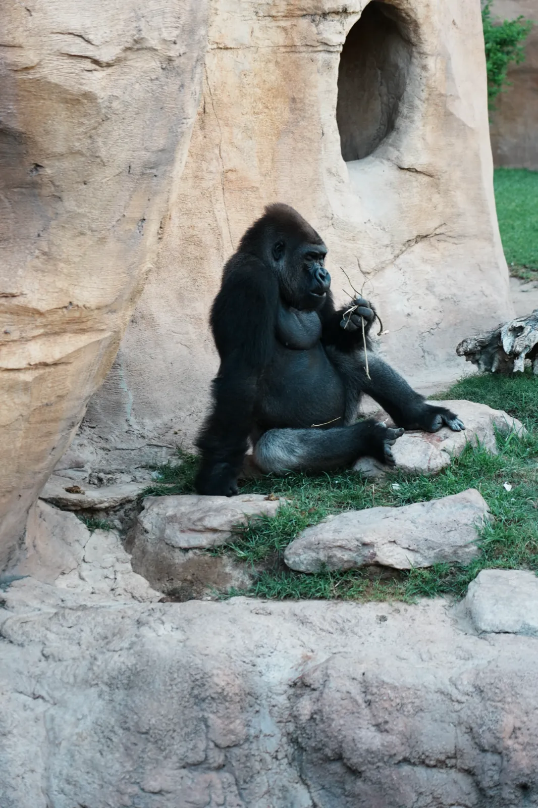 A western lowland gorilla sitting against a sandstone rock face, holding a twig, at Bioparc Fuengirola