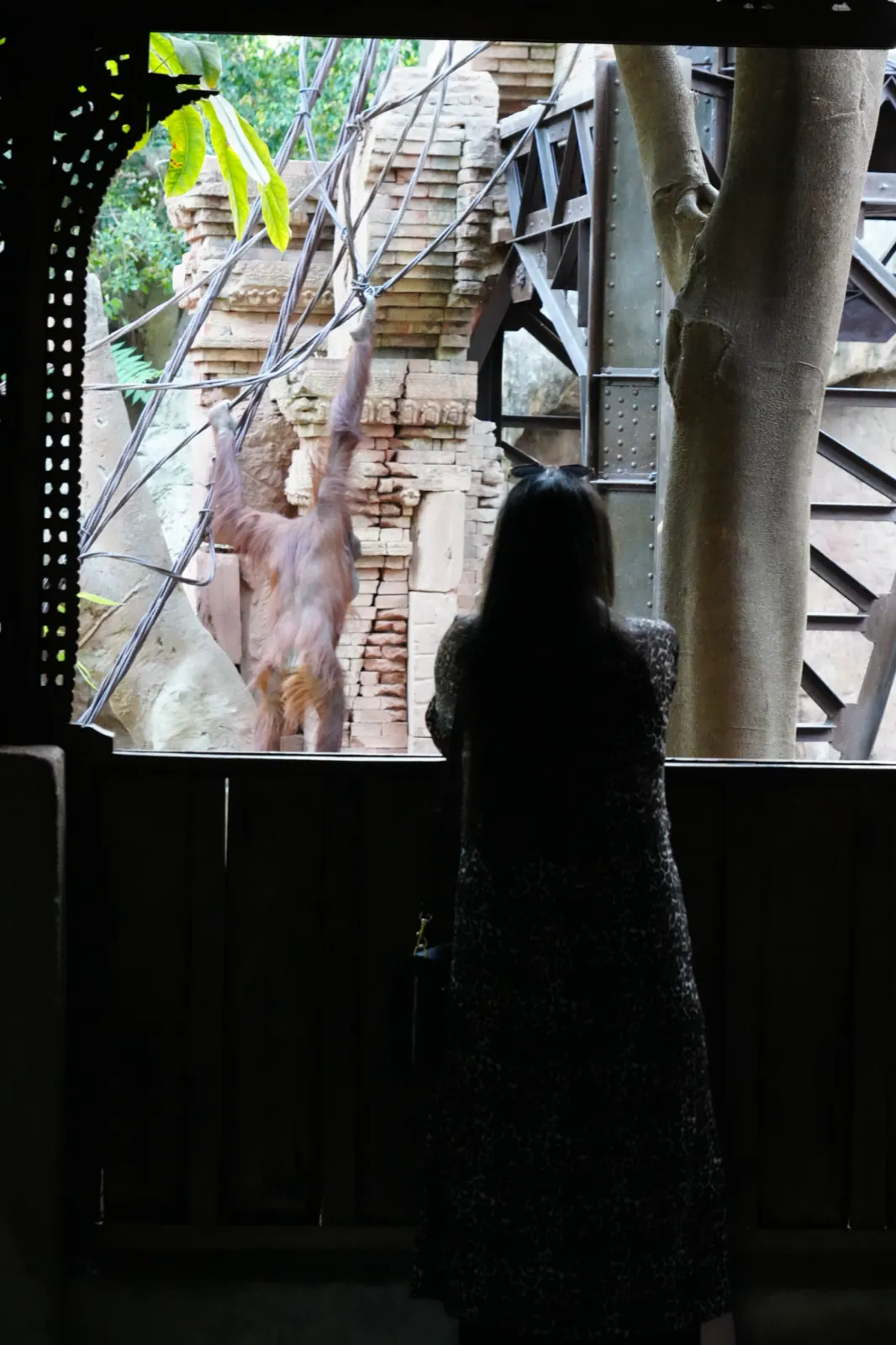 Heidi from behind at a carved wooden window, watching an orangutan hang from ropes in front of a brick temple ruin at Bioparc Fuengirola