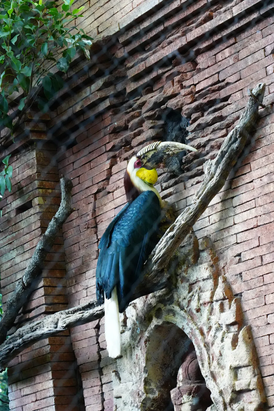 A blue-black hornbill with a yellow throat perched on a branch against a brick wall at Bioparc Fuengirola