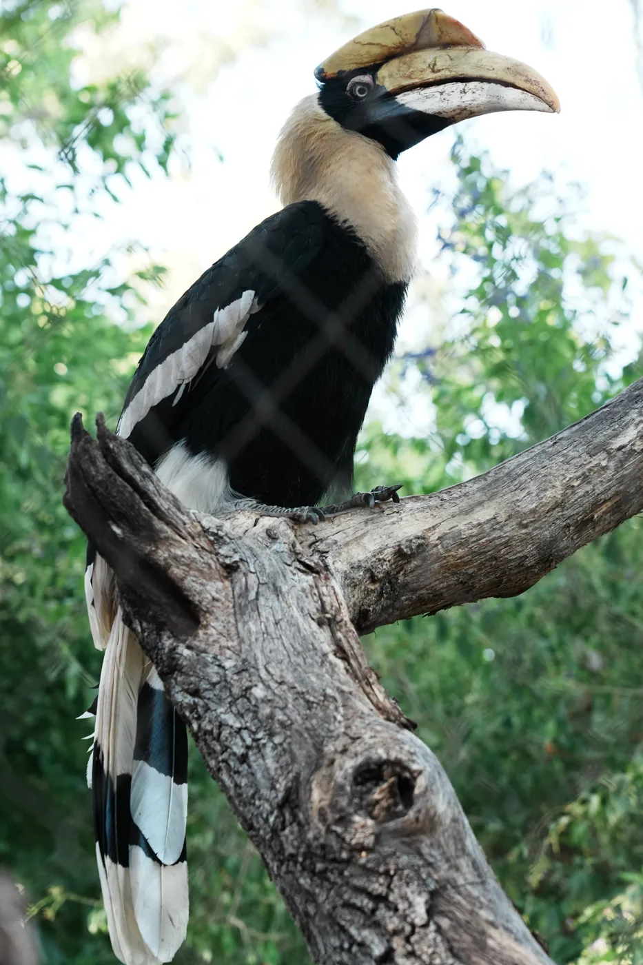 A hornbill with a tan neck and a large curved beak perched on a bare branch against green leaves at Bioparc Fuengirola
