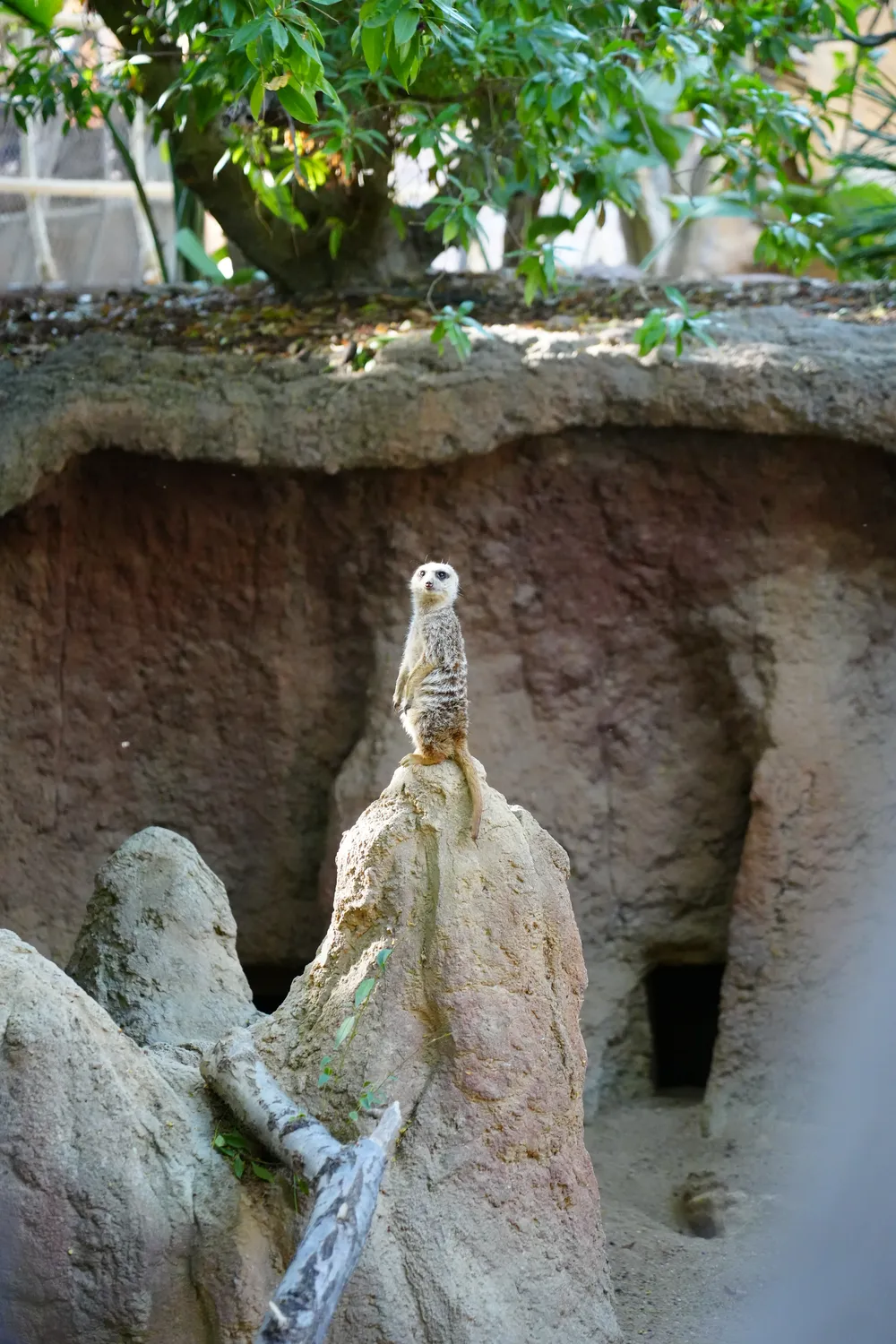 A meerkat standing upright on a rock mound, keeping lookout at Bioparc Fuengirola