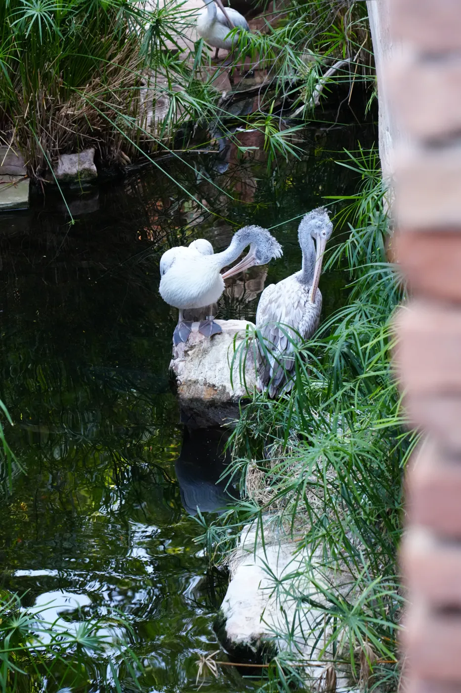 Two pale pelicans sitting on rocks beside a dark pond with reeds at Bioparc Fuengirola