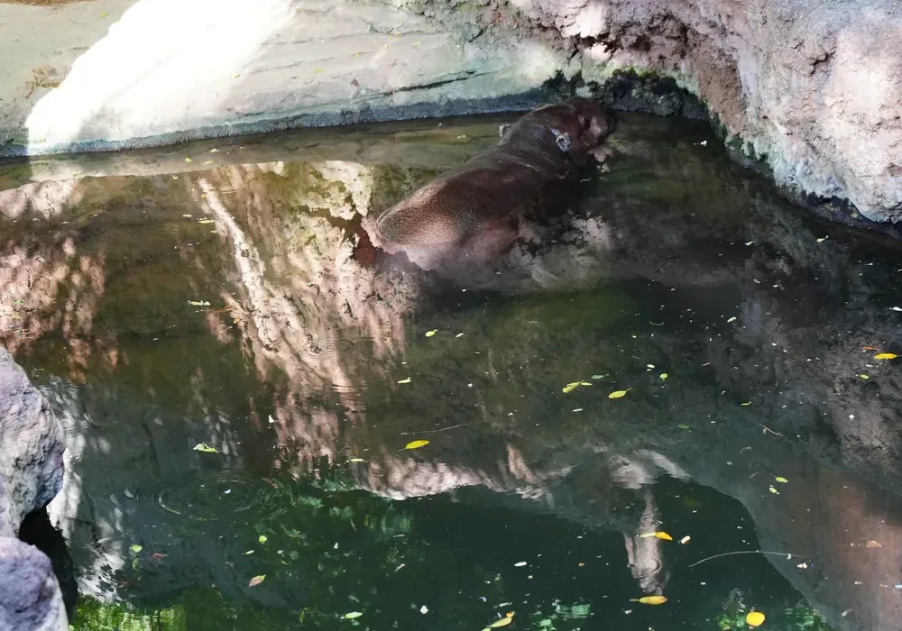 A pygmy hippo half-submerged in a dark pond beside a rock ledge at Bioparc Fuengirola