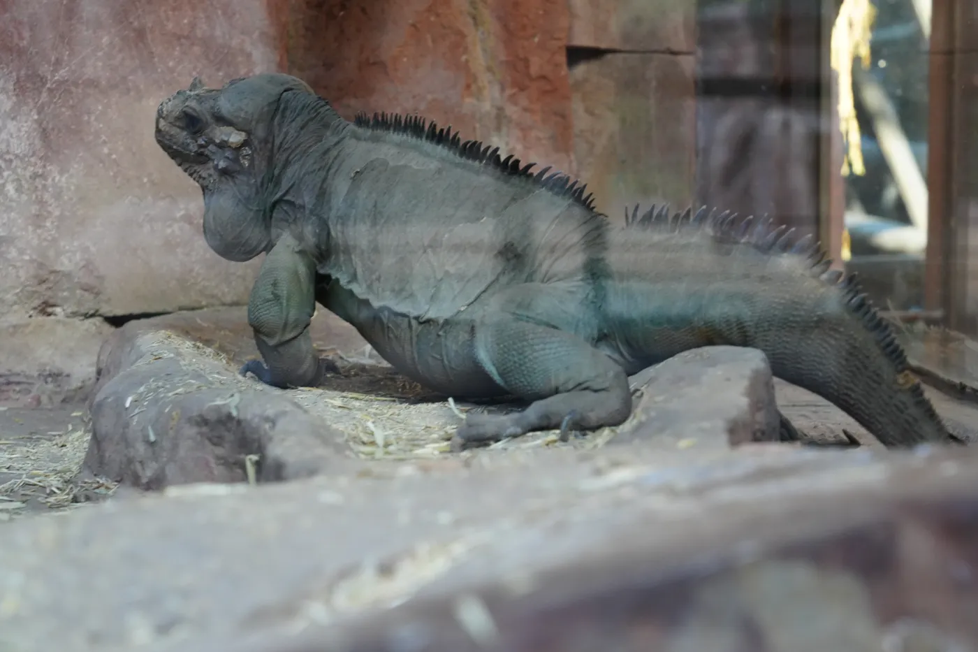 A grey rhinoceros iguana resting on rocks behind glass at Bioparc Fuengirola