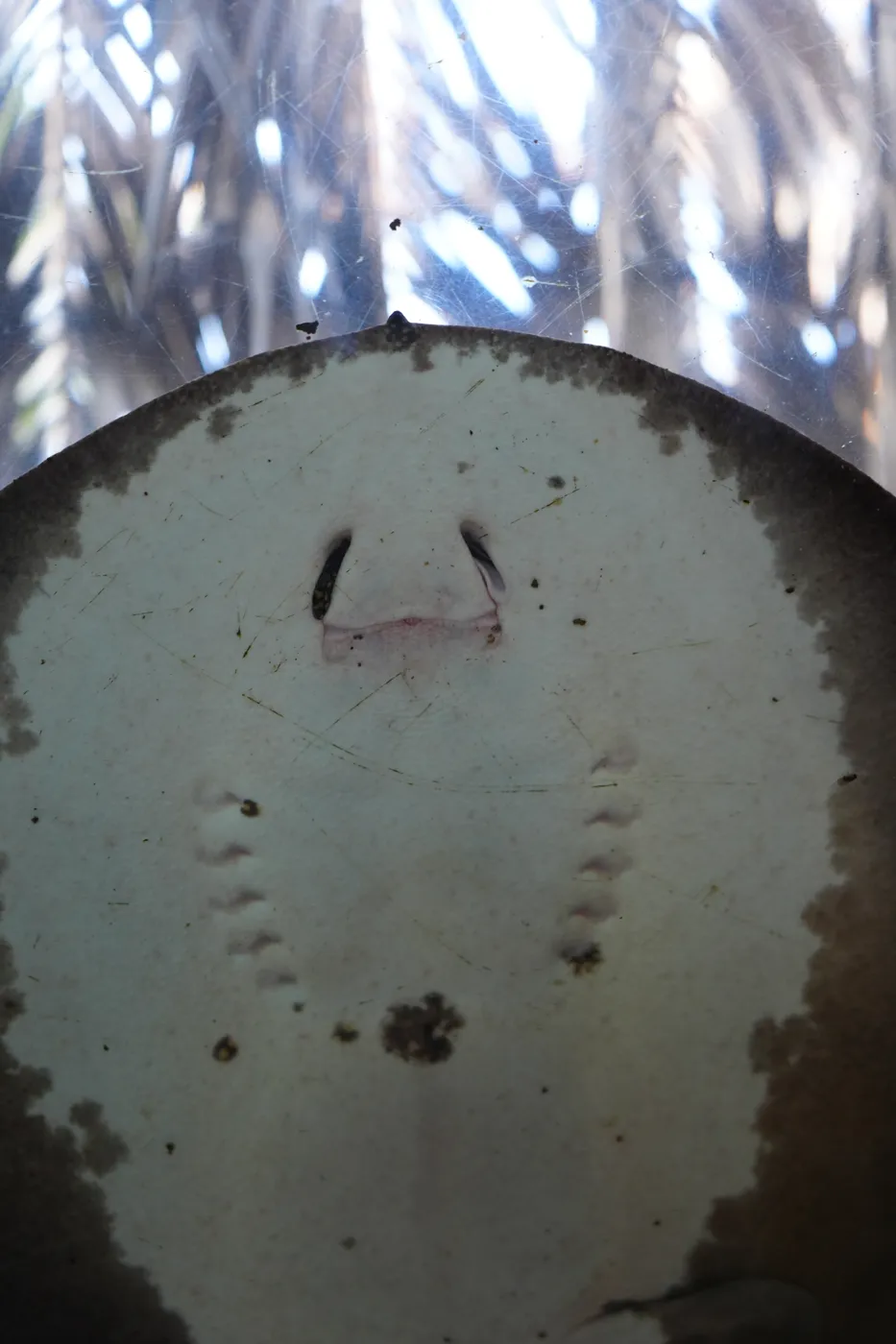 A stingray seen from underneath, its pale belly and tail against the sky at Bioparc Fuengirola