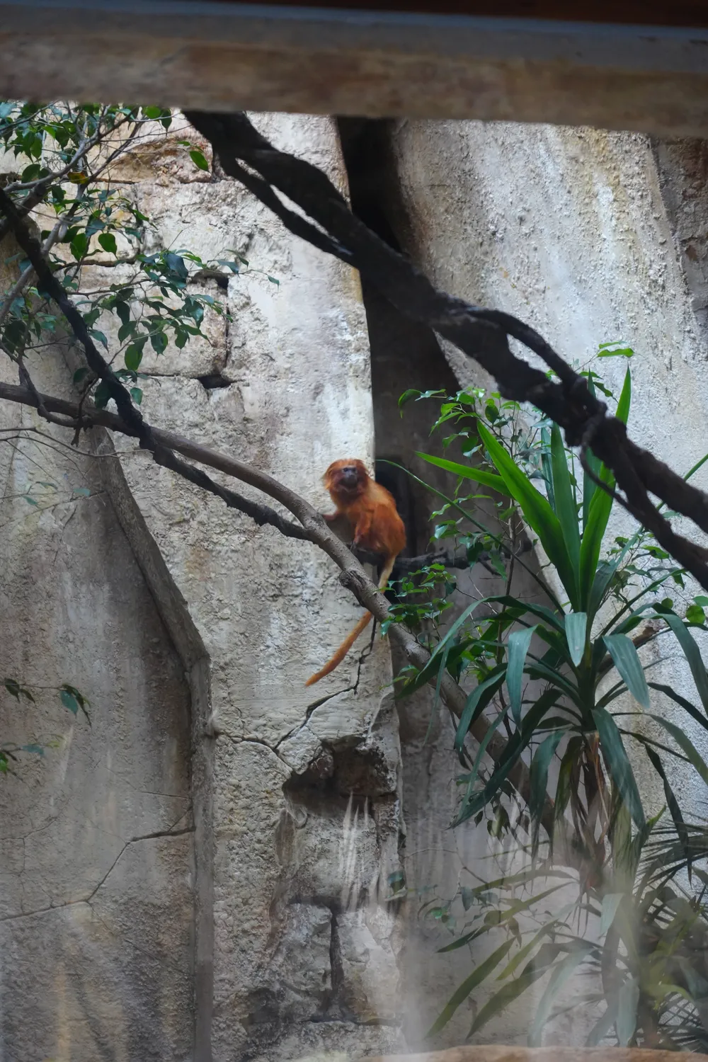 A small tamarin with orange fur perched on a branch against a rock wall at Bioparc Fuengirola