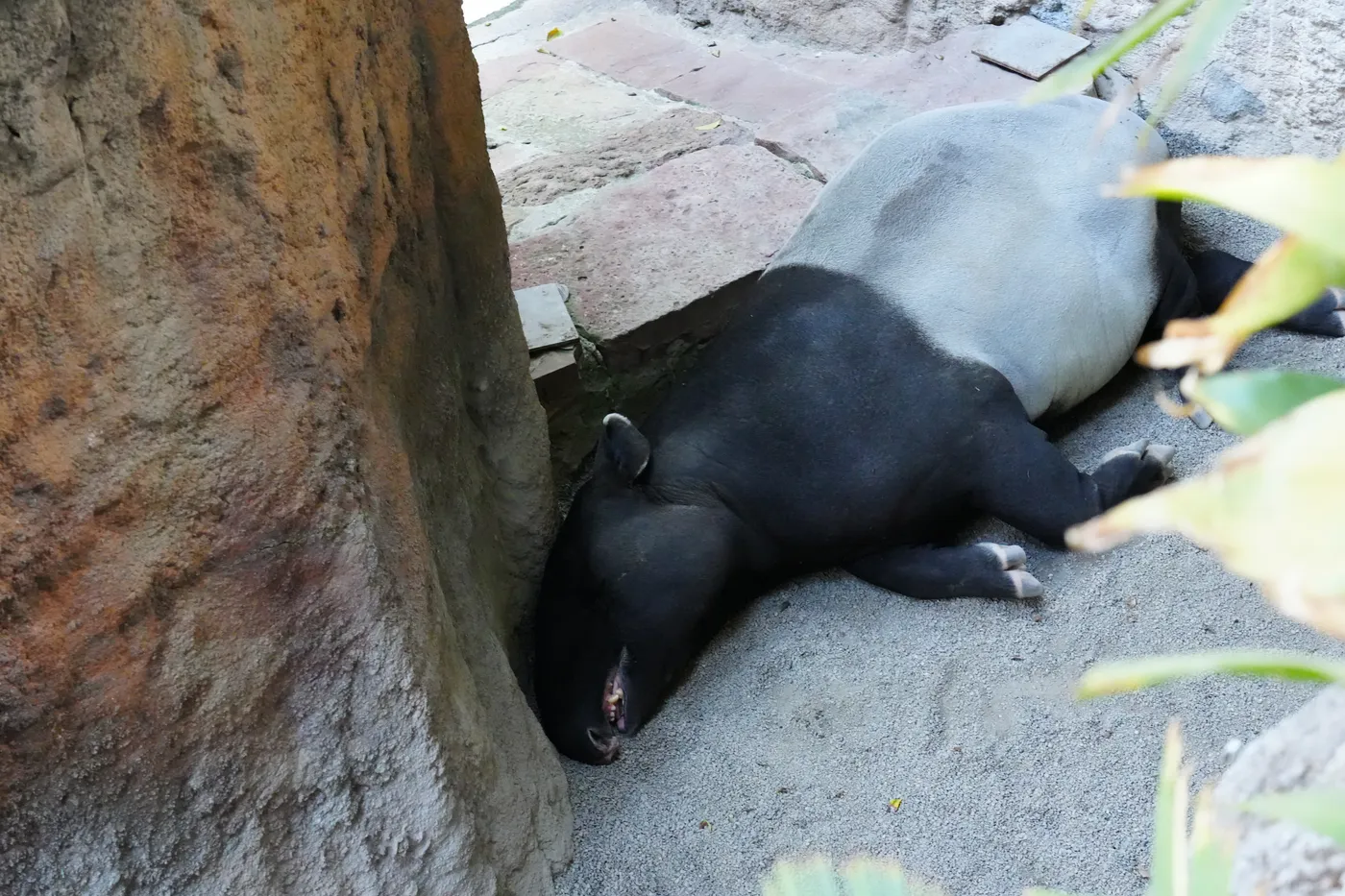 A black and grey tapir lying asleep on the sand with its head against a rock at Bioparc Fuengirola
