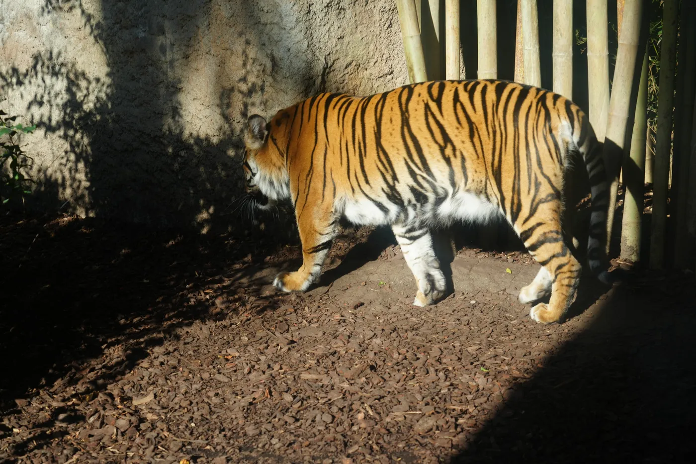 Bioparc Fuengirola: Is It Worth It? Day vs Evening Visit (2026)