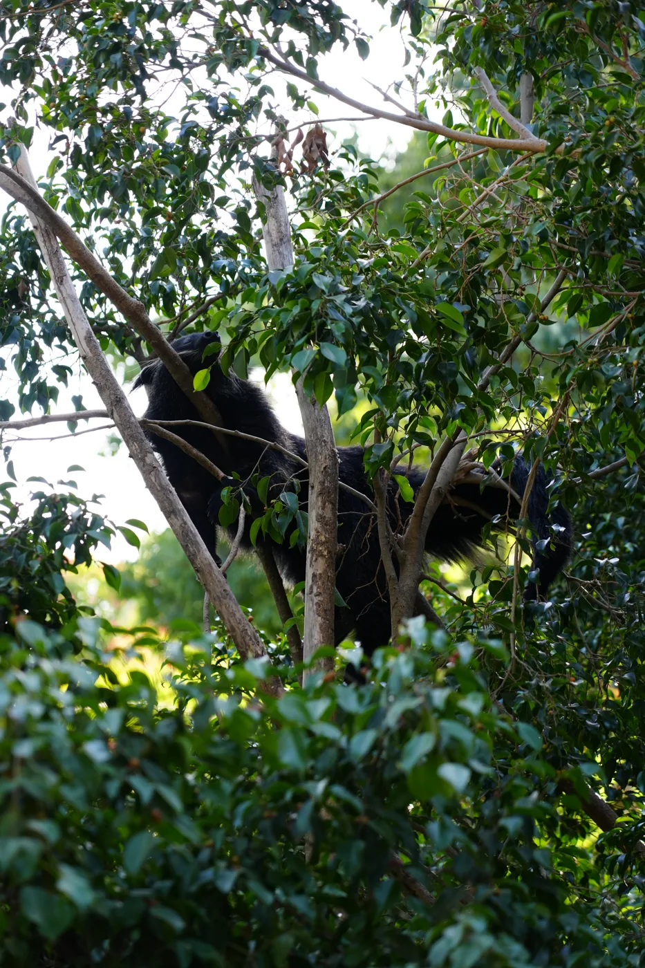 A black two-toed sloth draped over branches high in a leafy tree at Bioparc Fuengirola, partly hidden by leaves