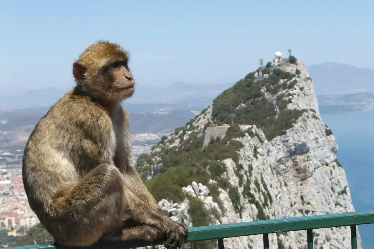 A monkey sitting on a railing with the rock of Gibraltar in the background.
