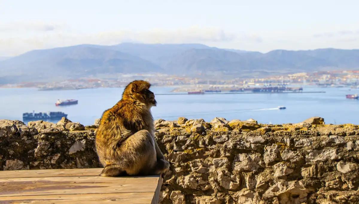 The Rock of Gibraltar rising above the harbour