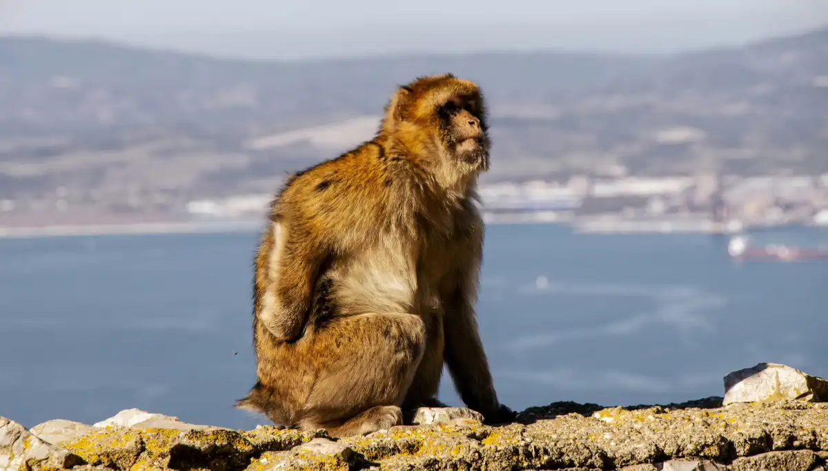 The Rock of Gibraltar rising above the harbour and surrounding sea
