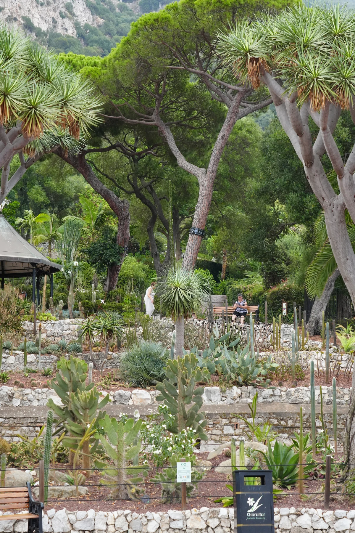 Dragon trees and cactus beds in the Alameda Botanic Gardens, Gibraltar