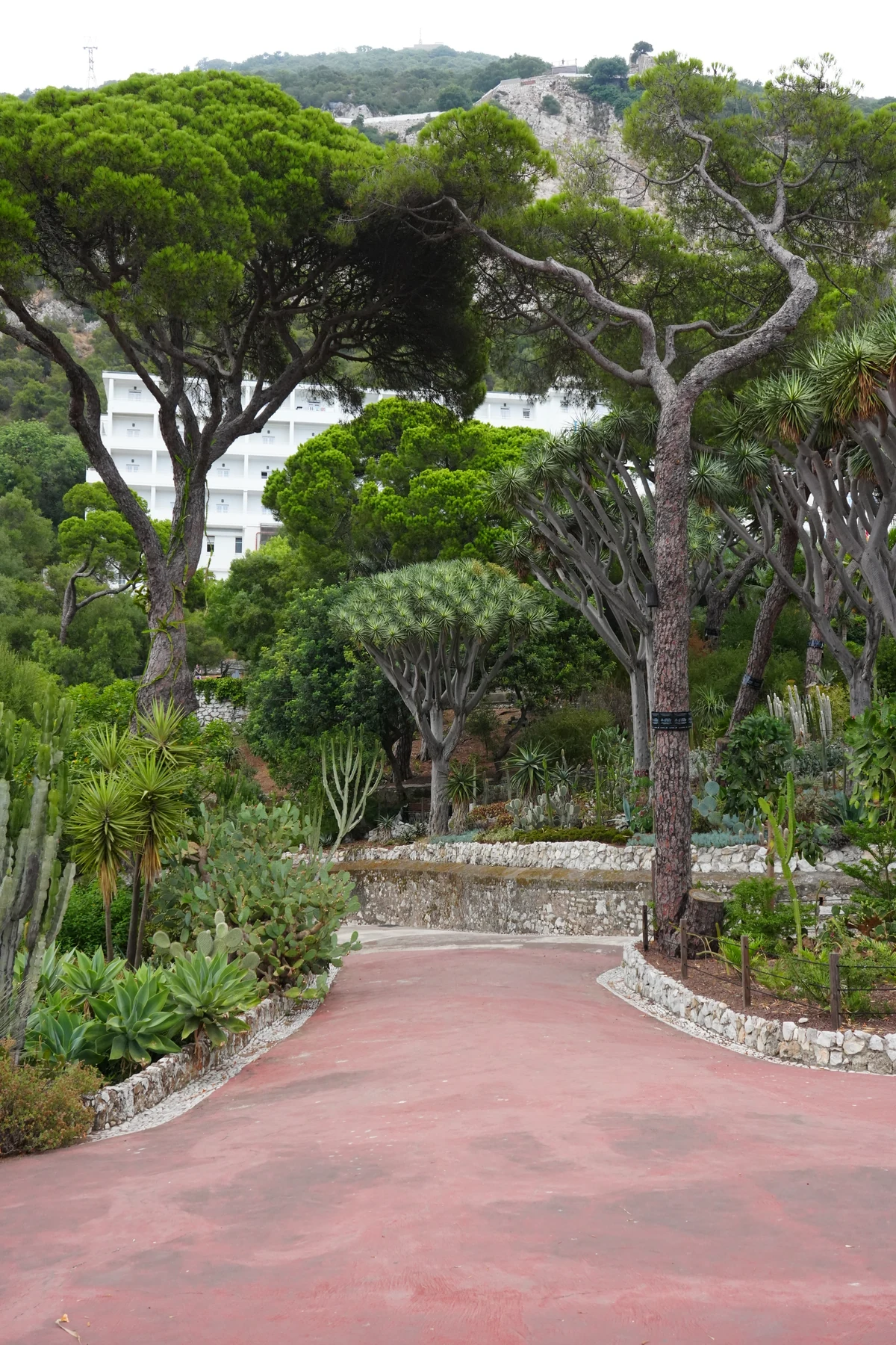Dragon trees and umbrella pines along a path in the Alameda Botanic Gardens, Gibraltar