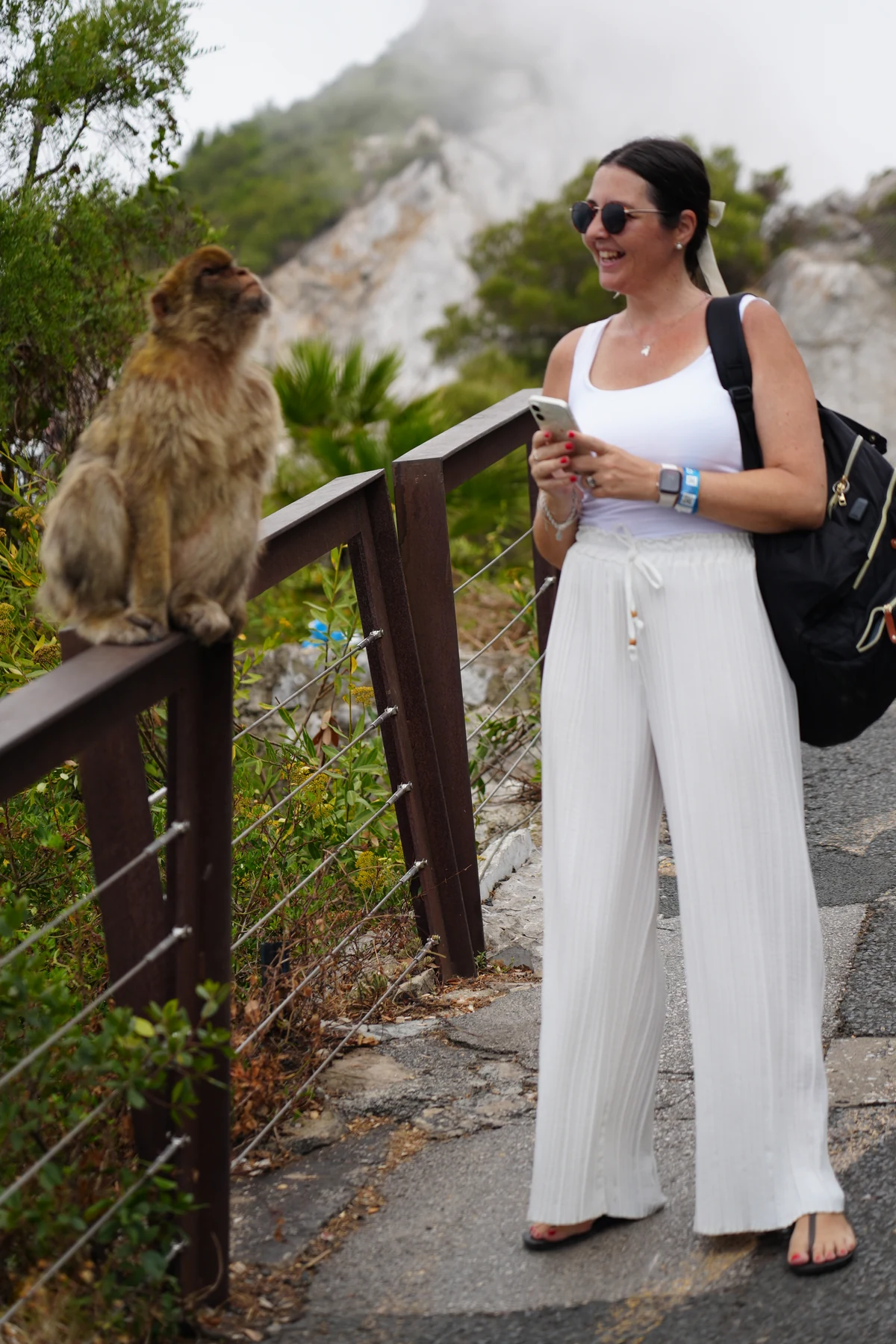 Barbary macaque sitting on the Rock of Gibraltar