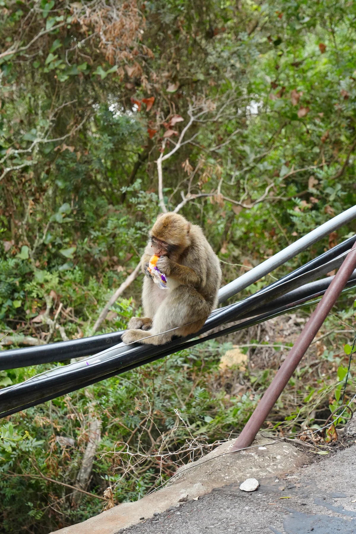 Barbary macaque eating from a stolen packet of crisps on the Rock of Gibraltar