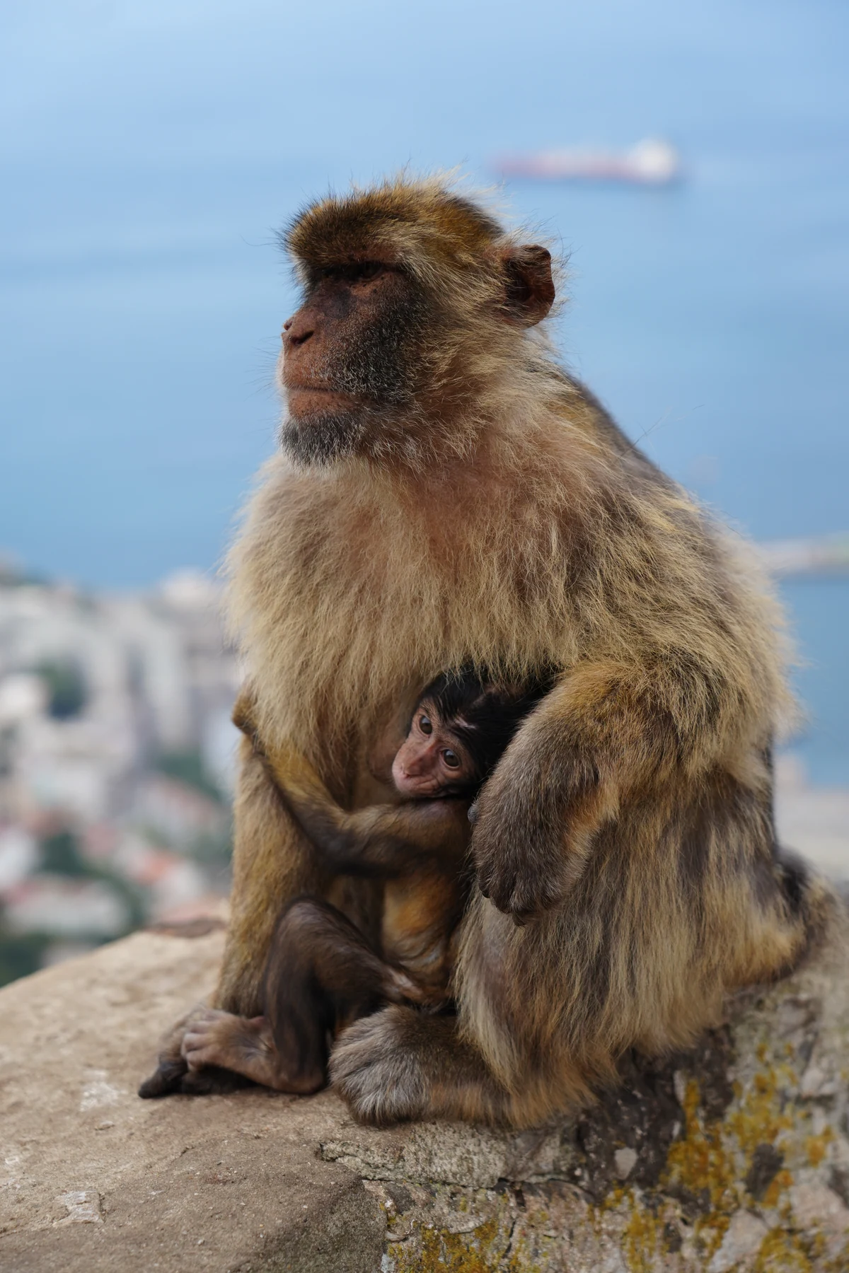 Barbary macaque mother and infant sitting on a wall above the town of Gibraltar