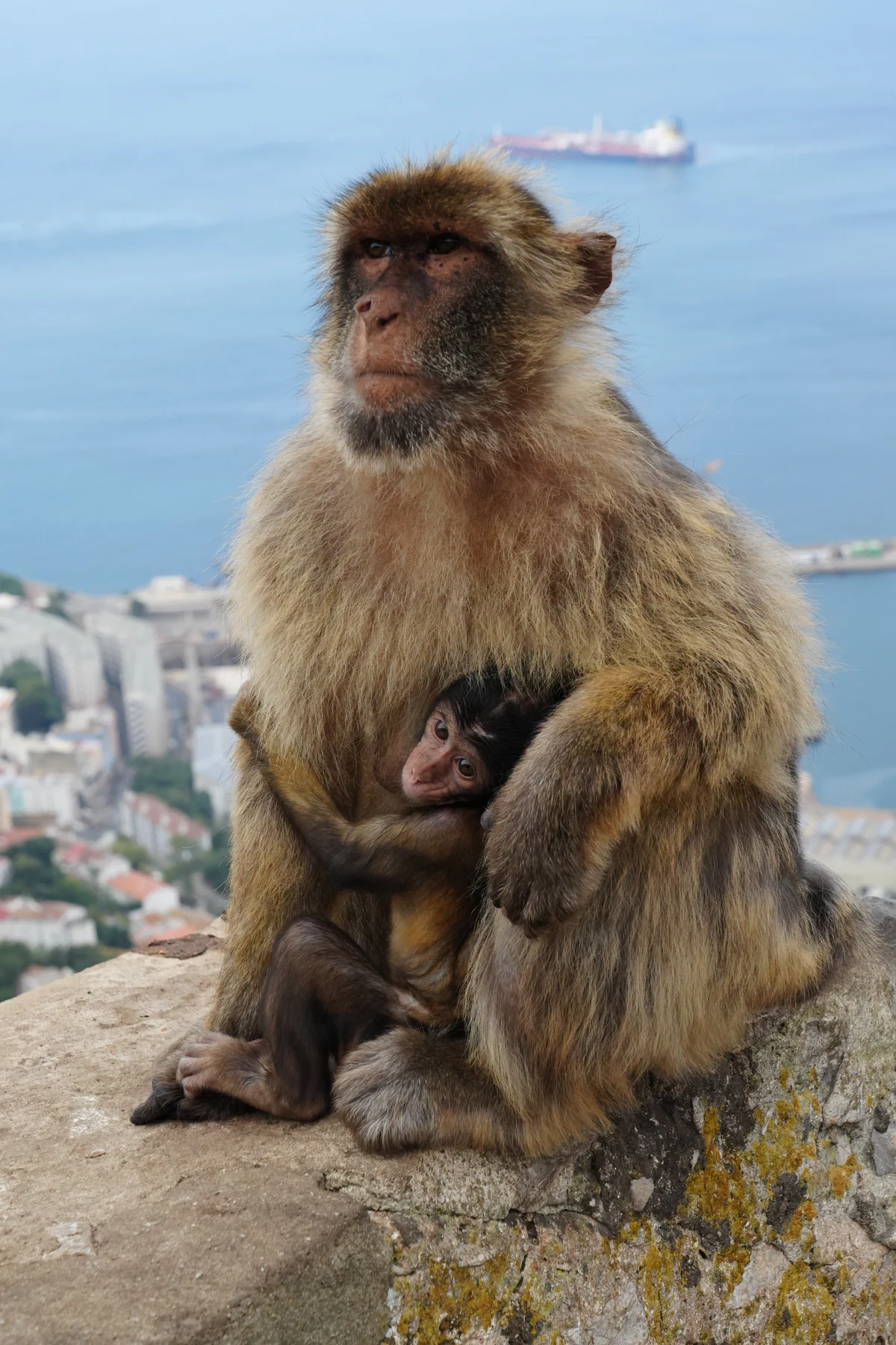 A macaque mother nursing her baby on the wall of the Rock of Gibraltar