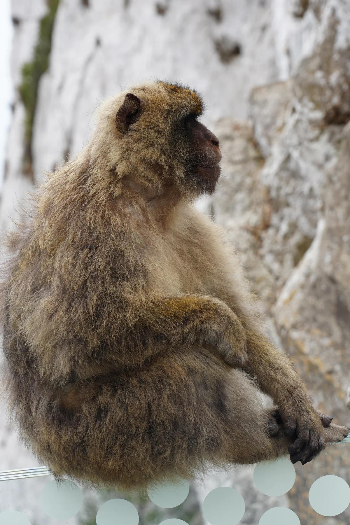Barbary macaque sitting on the glass edge of the Gibraltar Skywalk
