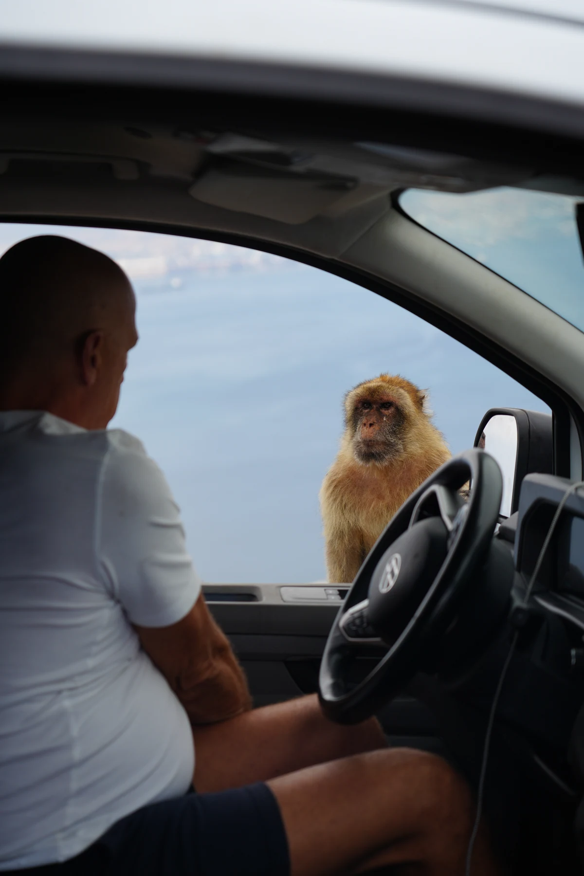 Barbary macaque leaning into the open window of a vehicle beside its driver in Gibraltar