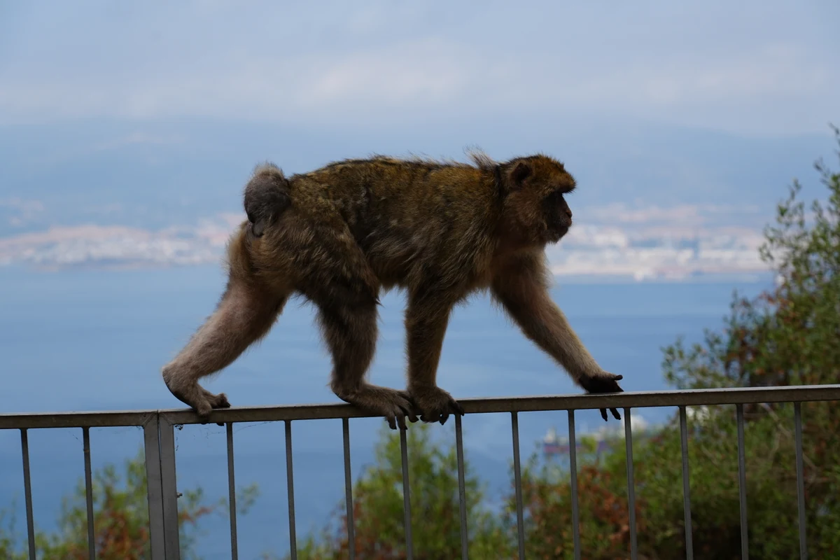 Barbary macaque walking along a railing above the sea in Gibraltar